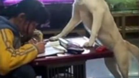 Perro supervisa a una niña para que haga las tareas.