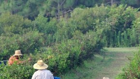 Trabajadores del campo en California.