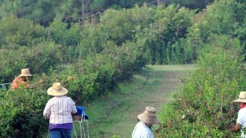 Trabajadores del campo en California.