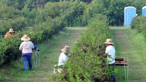 Trabajadores del campo en California.
