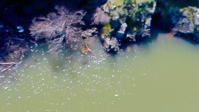 Desagüe de la represa Monticello.