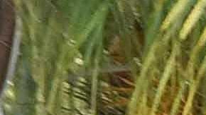 Violencia en México.