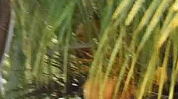 Violencia en México.