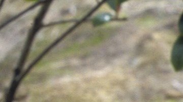 Fotografía cedida por San Diego Zoo Global donde aparecen los pandas Bai Yun, de 27 años, y su hijo Xiao Liwu, de 6 años, que habitan el Zoológico californiano. EFE/San Diego Zoo