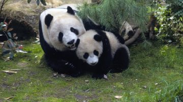 Fotografía cedida por San Diego Zoo Global donde aparecen los pandas Bai Yun, de 27 años, y su hijo Xiao Liwu, de 6 años, que habitan el Zoológico californiano. EFE/San Diego Zoo
