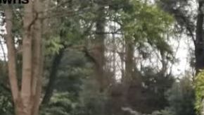 Anciana deseo arrestada