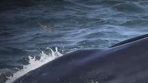 Buzo tragado por ballena