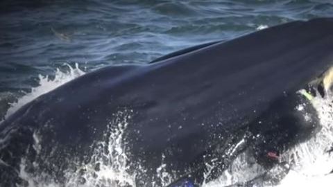 Buzo tragado por ballena