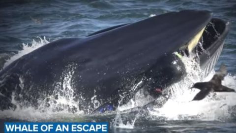 Buzo tragado por ballena