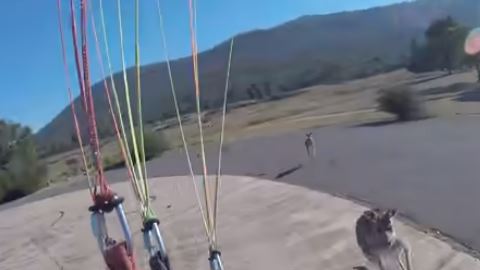 Canguro parapente