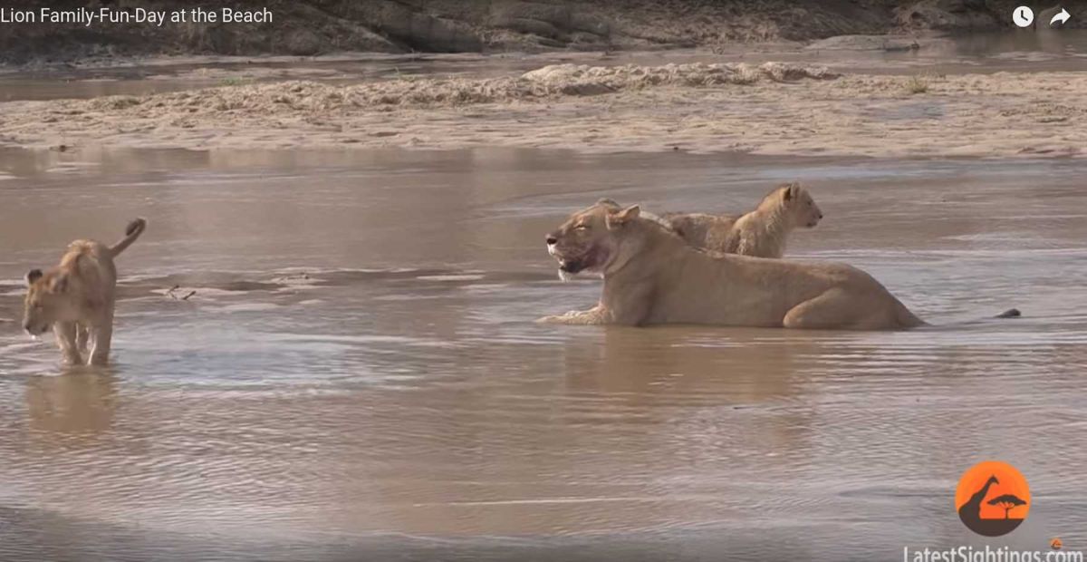 Un curioso video muestra a una manada de leones que sí les gusta el agua -  La Opinión