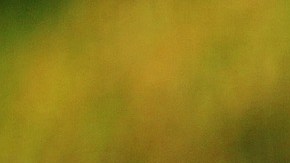 Gato disfunción eréctil