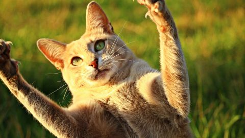 Gato disfunción eréctil
