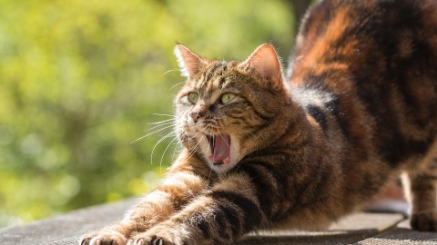 Gato