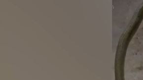 Perro dálmata cobra