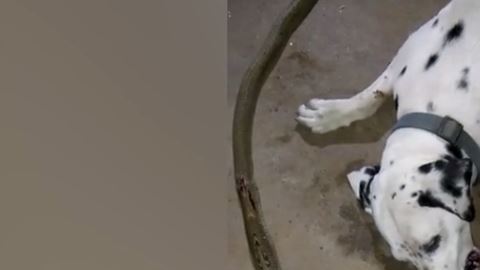 Perro dálmata cobra