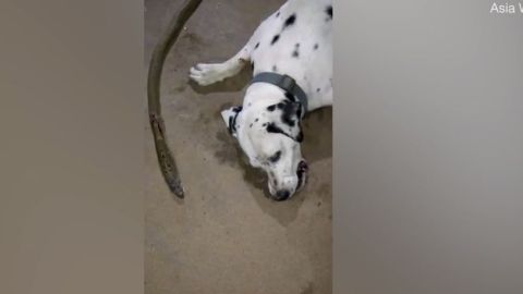 Perro dálmata cobra