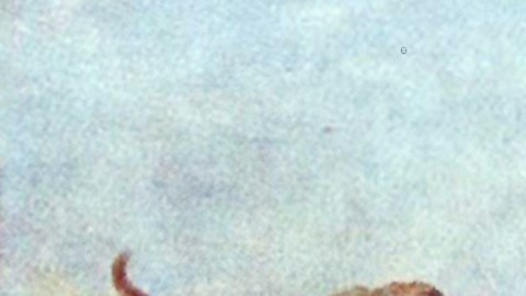 Mamut colombino es el nombre de la especie hallada en California, Texas y México.