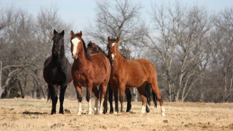 Caballos salvajes como estos se ofrecen para adopción.