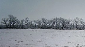 Un perro se hizo amigo de un ciervo.
