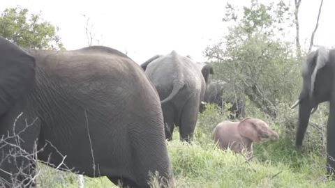 Elefante rosa