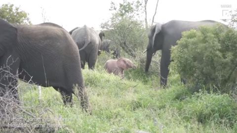 Elefante rosa