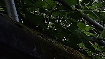 Muchas de ellas se construyeron en los años 1920 y 1930, cuando se levantaron los rieles de los viejos tranvías.