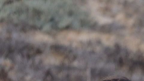 El presidente López Obrador ha hablado de ayuda humanitaria a inmigrantes.