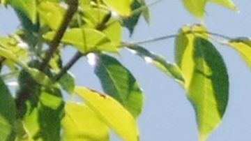 La Marina mantiene su batalla contra el crimen organizado.