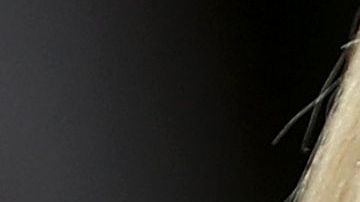 Ivanka Trump y Jared Kushner entre rumores de una ruptura.