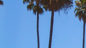 La banda aterrorizaba ancianos, especialmente asiaticos, en zonas afluentes como Beverly Hills y Santa Mónica.