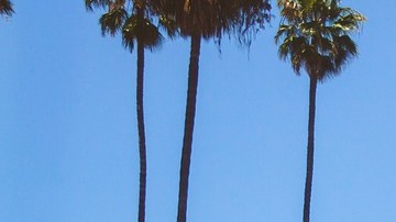 La banda aterrorizaba ancianos, especialmente asiaticos, en zonas afluentes como Beverly Hills y Santa Mónica.