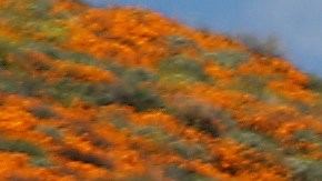 Miles de personas visitaron este fin de semana una "súper floración" de amapolas silvestres que cubren las colinas de Walker Canyon cerca del Lago Elsinore, California.
