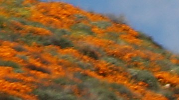 Miles de personas visitaron este fin de semana una "súper floración" de amapolas silvestres que cubren las colinas de Walker Canyon cerca del Lago Elsinore, California.