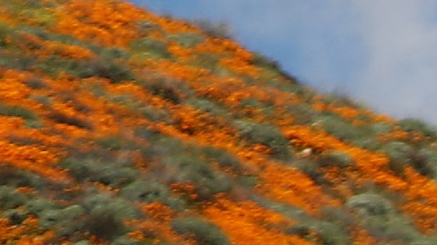 Miles de personas visitaron este fin de semana una "súper floración" de amapolas silvestres que cubren las colinas de Walker Canyon cerca del Lago Elsinore, California.