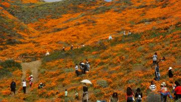 Miles de personas visitaron este fin de semana una "súper floración" de amapolas silvestres que cubren las colinas de Walker Canyon cerca del Lago Elsinore, California.