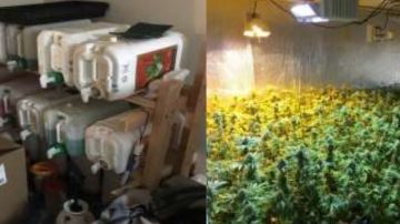 La policía arrancó 1.500 plantas de marihuana y químicos almacenados en el lugar.