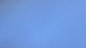 Aproximadamente mil millones de mariposas conocidas en inglés como Painted Ladies, están embelleciendo los cielos del sur de California durante su migración desde el norte de México, se alimentan de flores de manzano en Glendale, California, 13 de marzo de 2019.