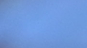 Aproximadamente mil millones de mariposas conocidas en inglés como Painted Ladies, están embelleciendo los cielos del sur de California durante su migración desde el norte de México, se alimentan de flores de manzano en Glendale, California, 13 de marzo de 2019.