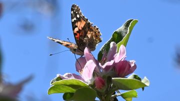 Aproximadamente mil millones de mariposas conocidas en inglés como Painted Ladies, están embelleciendo los cielos del sur de California durante su migración desde el norte de México, se alimentan de flores de manzano en Glendale, California, 13 de marzo de 2019.