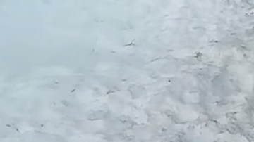 Dos días después los hombres regresaron para cubrir la evidencia y empacar los cachorros en bolsas de plástico.