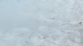 Dos días después los hombres regresaron para cubrir la evidencia y empacar los cachorros en bolsas de plástico.