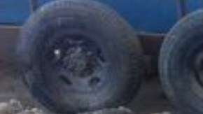 Pez Totoaba pescado ilegalmente por cárteles en México