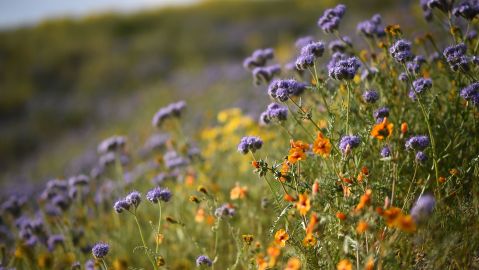 Estas espectaculares floraciones, que aparecen de media una vez cada década, han ocurrido en 2005, en 2012 aunque esa fue menor, y en 2017, la cual fue la más grande en 20 años.