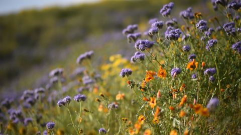 Estas espectaculares floraciones, que aparecen de media una vez cada década, han ocurrido en 2005, en 2012 aunque esa fue menor, y en 2017, la cual fue la más grande en 20 años.