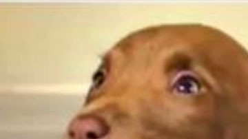 La perrita que ha conquistado al mundo con su sonrisa.