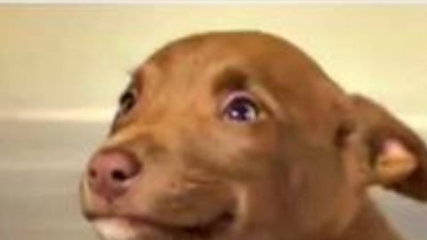 La perrita que ha conquistado al mundo con su sonrisa.