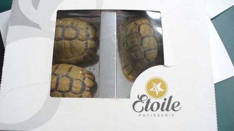 ¿Tortugas o pasteles?