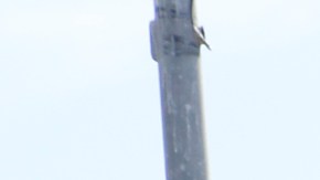 A pesar de los altos precios, se espera que el próximo disminuyan.