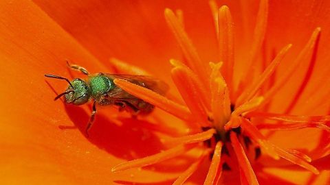Abejas ojos